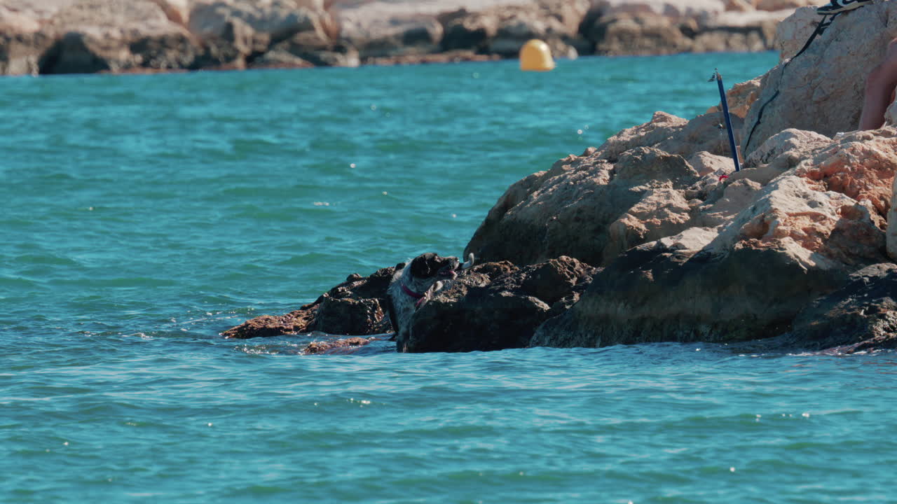 A wet dog climbs onto the rocks from the turquoise sea in Cannes, France