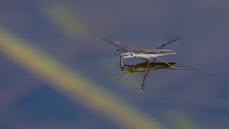 Nahaufnahme-Eines-Wilden-Wasserläufers,-Der-Auf-Der-Wasseroberfläche-In-Der-Wildnis-Ruht