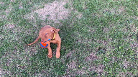 Ungarischer-Vizsla-Welpe,-Der-An-Einem-Sonnigen-Tag-Im-Garten-Spielt