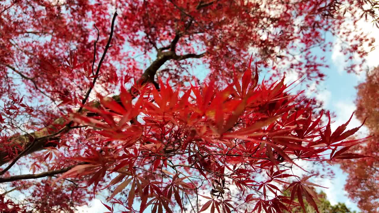 Beautiful red maple leaves during autumn, showcasing nature's vivid beauty in Takayama.