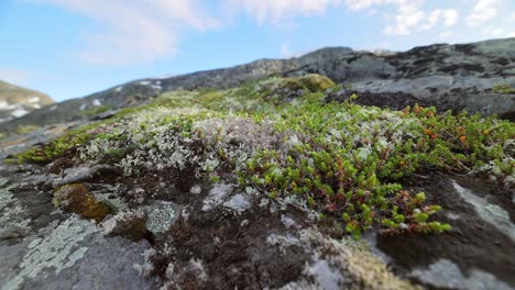 Arctic-Tundra.-Beautiful-Nature-Norway-natural-landscape.