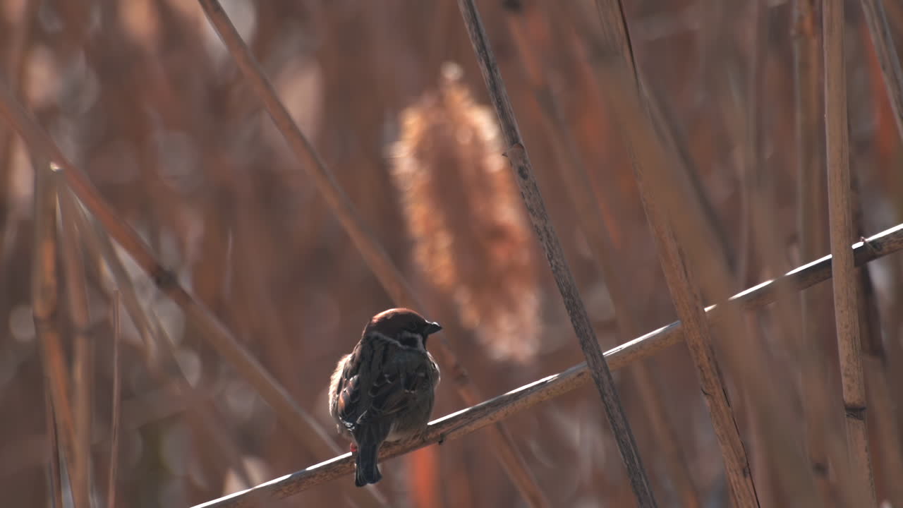 Close up of a small bird moving among dry reeds on a sunny day