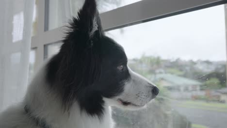 footage of a cute black and white border collie dog resting on carpet inside house, gazing out of the window.