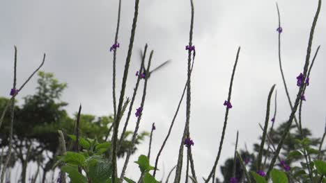 colibrí en cámara lenta volando alrededor de flores moradas