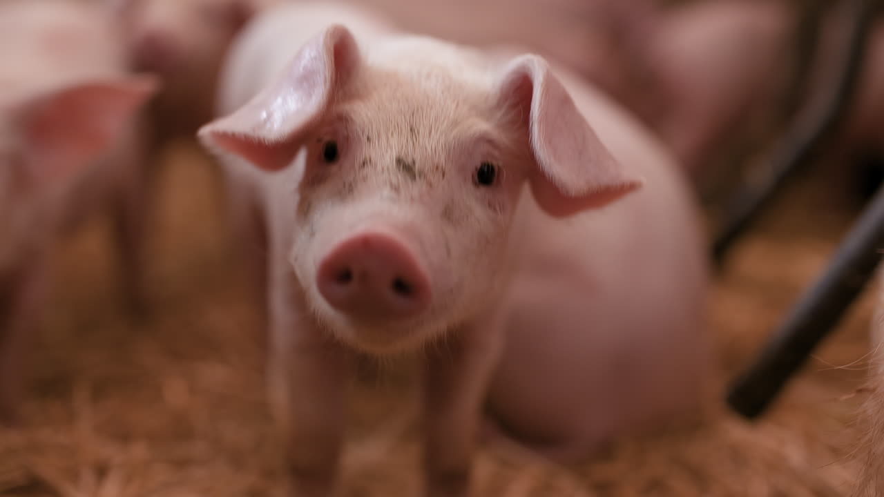 свиньи на животноводческой ферме свиньи ферма животноводческая ферма современное сельское хозяйство свиньи ферма 4