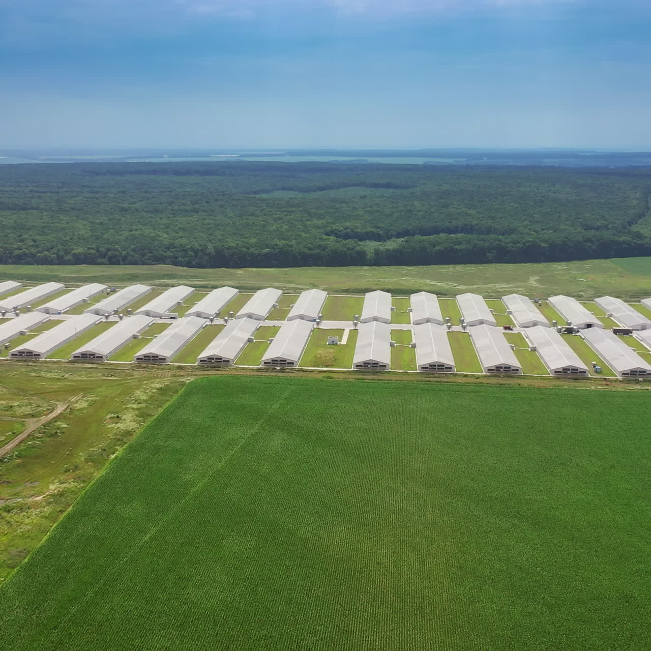 Huge area of modern farm for livestock. Large territory with new buildings for poultry farming on the background of green fields and forests. Aerial view.