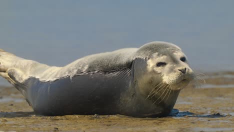 primer plano de una foca tumbada en una playa de arena en un día soleado y mirando a su alrededor