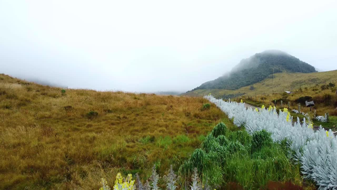 Foggy Mountain Landscape with Wildflowers