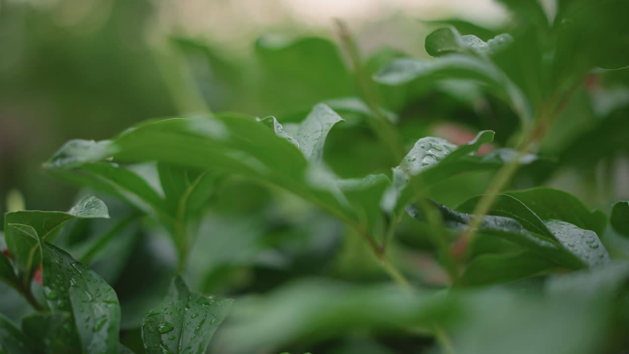 Scena vegetale mattutina. Fogliame rugiadoso con luce solare. Scena di giardino serena che mostra foglie verdi vivaci e rugiada. Foglie verdi vivaci con umidità e delicata luce solare in un tranquillo ambiente da giardino