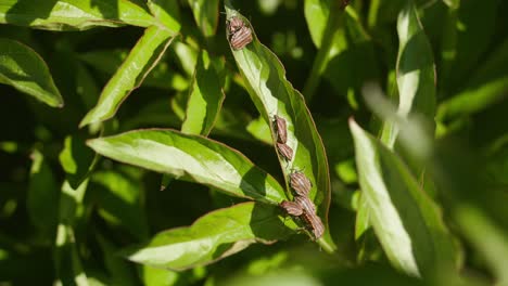 Striped-Shieldbugs-Gather-on-a-Summer-Leaf