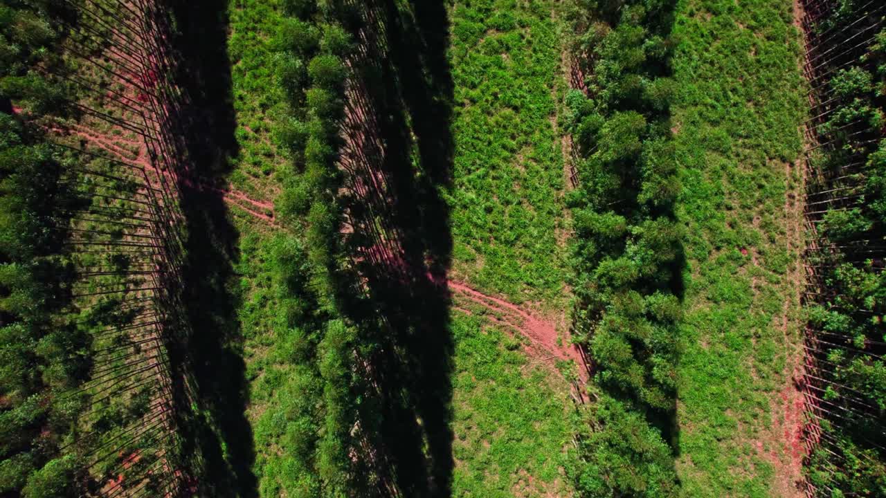 filas de plantaciones de eucaliptos brasil, américa del sur