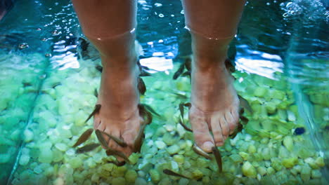 feet spa treatment with fish