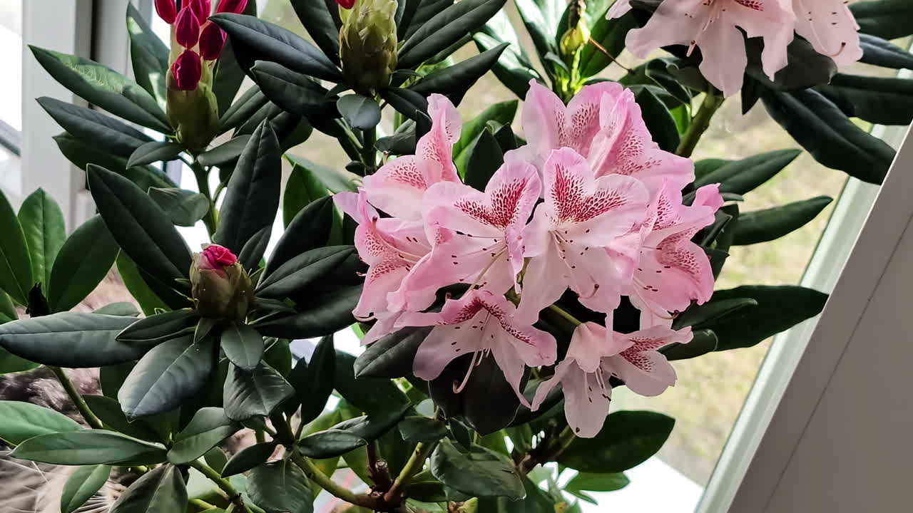 Capturing picturesque beauty of Jelgava's famous rhododendrons in full bloom