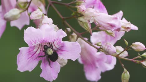 toma en cámara lenta de un abejorro negro que sale de una flor después de recolectar néctar