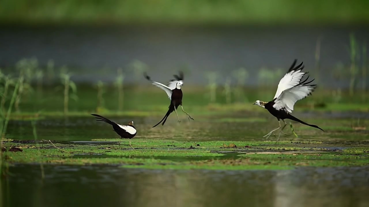 ภาพที่น่าทึ่งและเต็มไปด้วยการเคลื่อนไหวของนกอีแจวหางยาวป่า (Hydrophasianus chirurgus) ที่กำลังต่อสู้แย่งชิงอาณาเขตอย่างดุเดือดและมีชีวิตชีวา เพื่อแย่งชิงพื้นที่ทำรังที่ดีที่สุดในพื้นที่ชุ่มน้ำอันอุดมสมบูรณ์