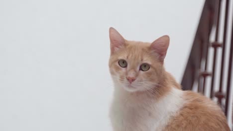 a cat turns its head to look directly at the camera with an attentive expression