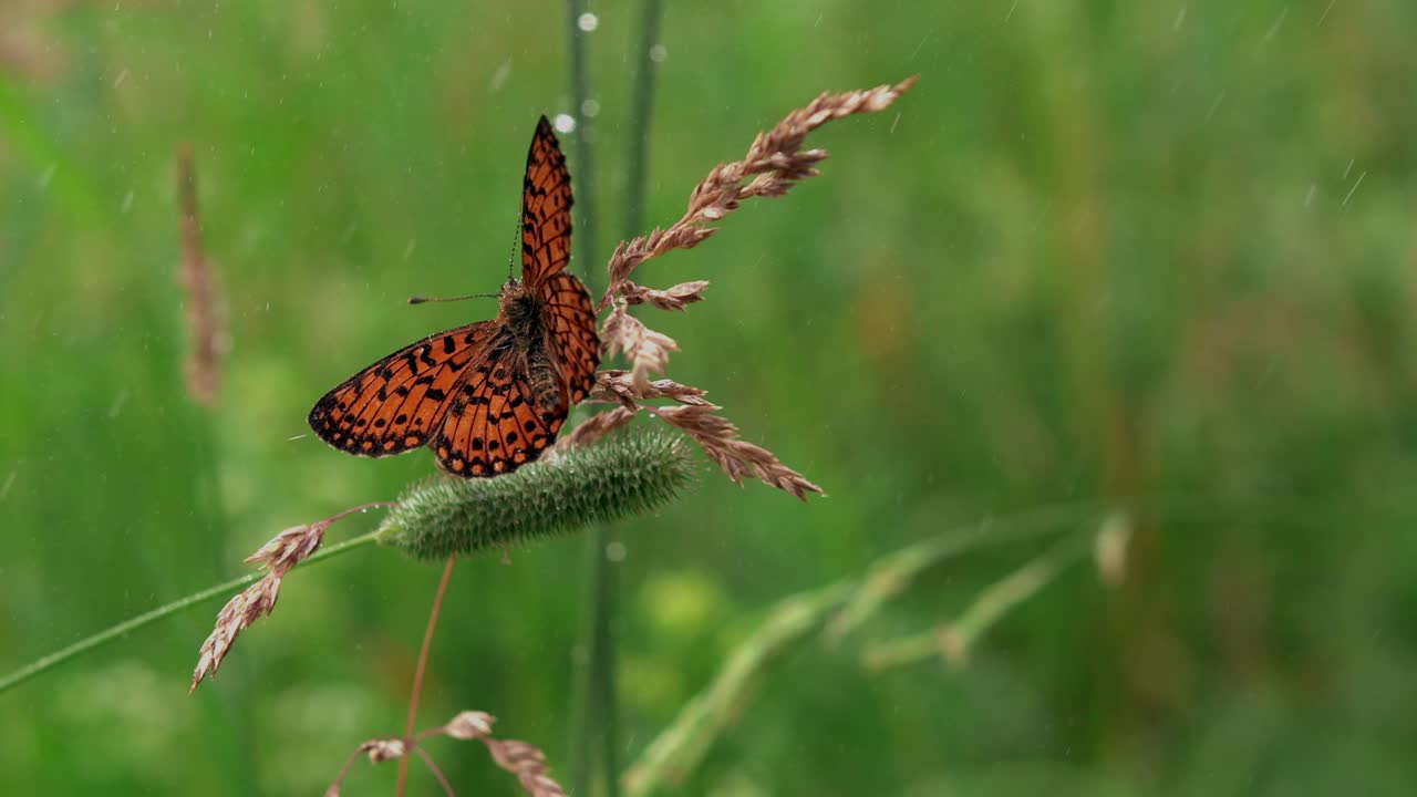 mariposa naranja en la hierba bajo la lluvia