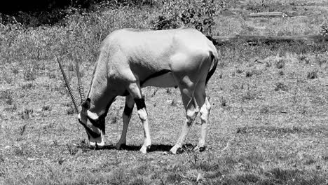 Ein-Seltenes-Tier-Im-Nairobi-Nationalpark,-Das-Gras-Frisst-2020