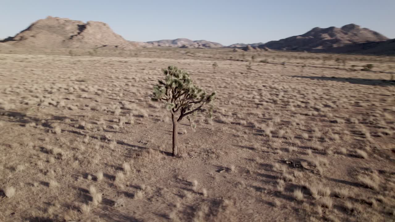 un avión no tripulado volando alrededor de un árbol de josué