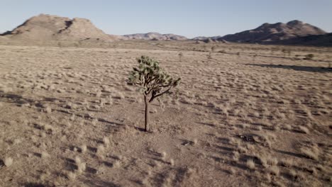 Drohne-Rasiert-Sich-Um-Einen-Joshua-Baum