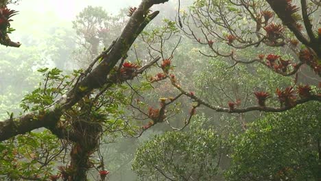 fog and mist blows through a mountaintop rainforest in costa rica 1