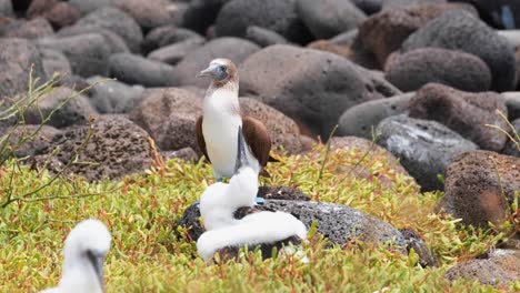 blue-footed booby on a rocky coast in north seymour, galapagos