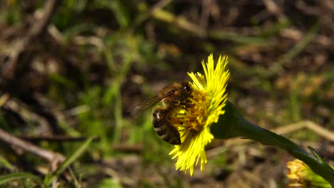 honey bee sucks nectar from yellow flower in spring, isolated insect, macro shot