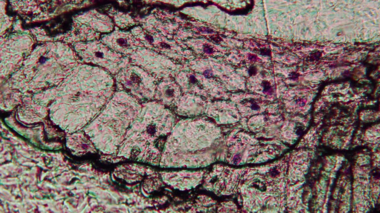 Microscopic View of Biological Cells and Tissue