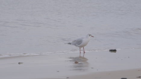 a lone seagull stands on the shore and cleans itself with its beak