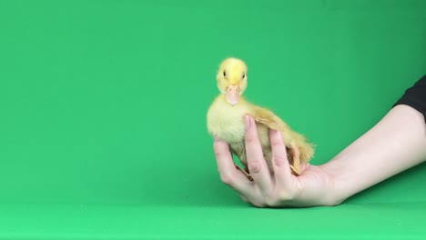 the baby duck sits on a female hand on a green background.