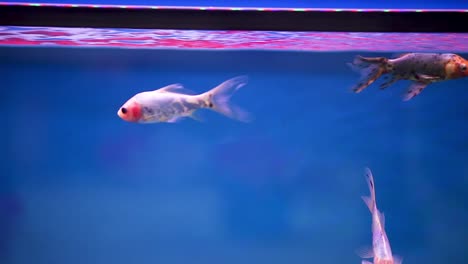 peces shubunkin nadando juntos en su acuario nuevo y recién colocado
