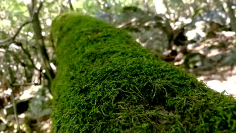 moving along an old tree log covered with a thick layer of green moss in a deep forest, part 1, slomo