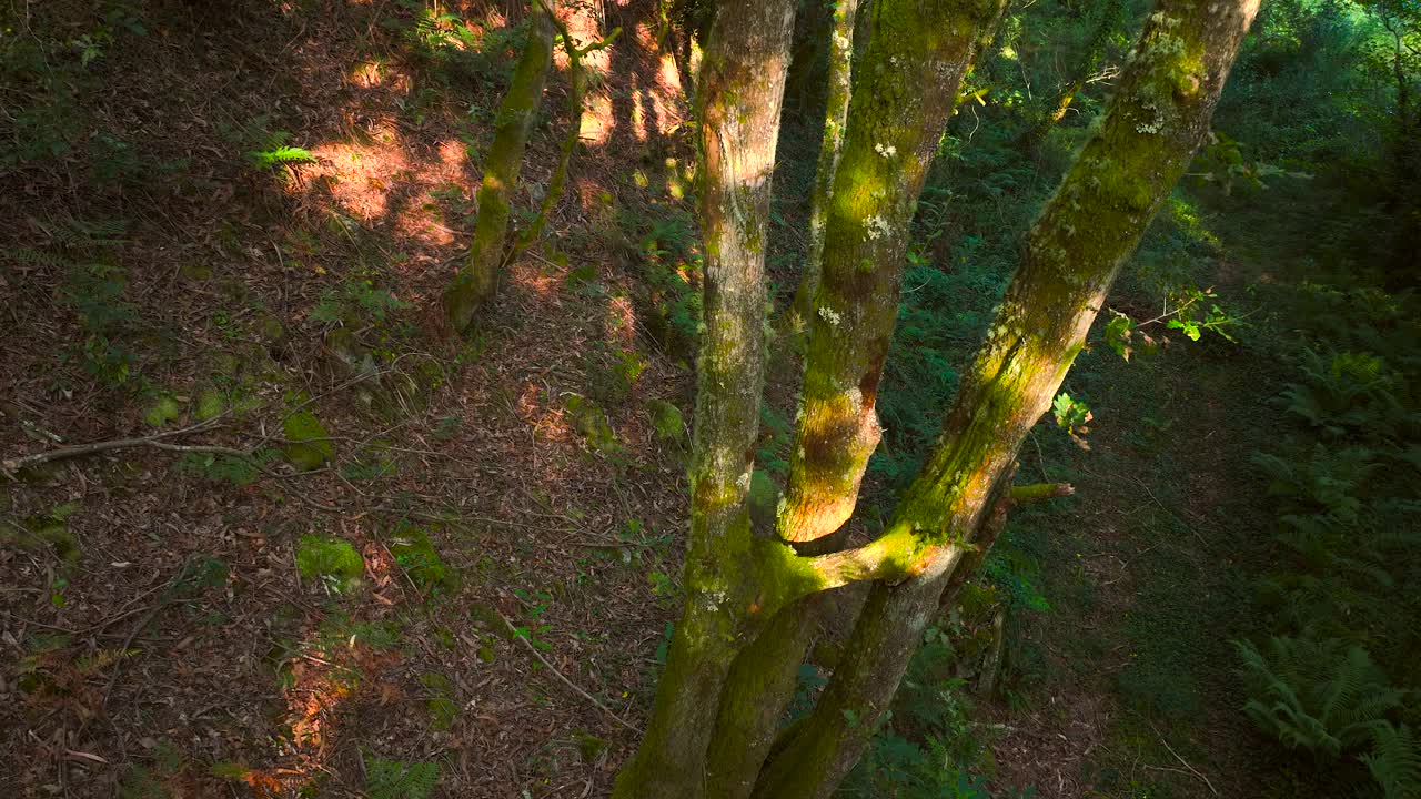 Ascending On A Small Tree Trunk Covered With Moss. Aerial Drone Shot
