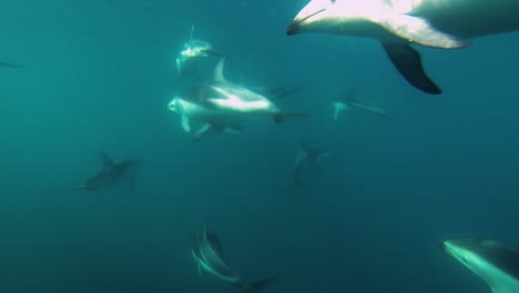manada de delfines oscuros nadando tiro lateral, cámara lenta