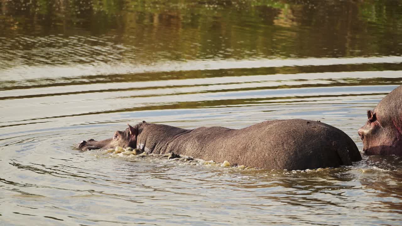 Slow Motion Shot of Hippo Hippopotamus slowly walking into the Mara river to cool down on hot evening, African Wildlife in Maasai Mara National Reserve, Kenya, Africa Safari Animals in Masai Mara