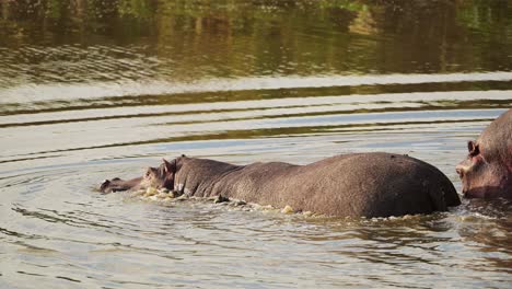 slow motion shot of hippo hippopotamus slowly walking into the mara river to cool down on hot evening, african wildlife in maasai mara national reserve, kenya, africa safari animals in masai mara