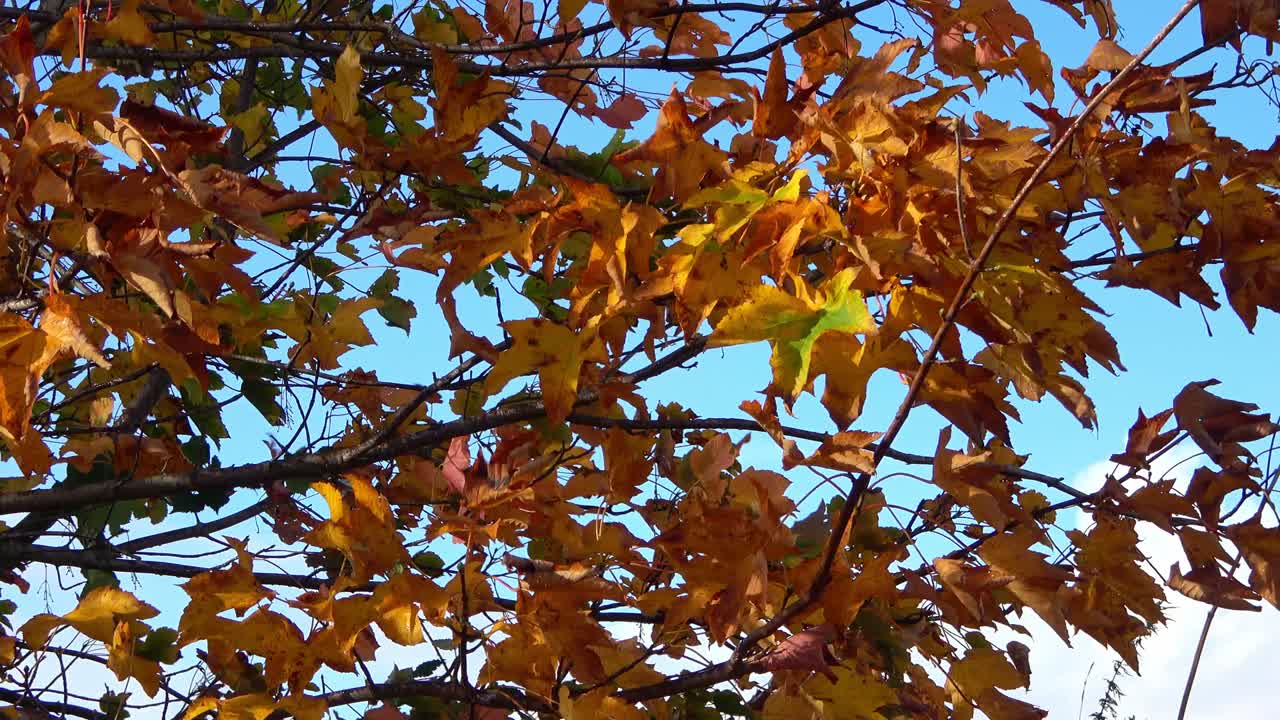 hermosas hojas de colores de otoño moviéndose en el viento en una rama de árbol