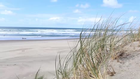 gras weht im wind mit dem pazifischen ozean im hintergrund in oregon