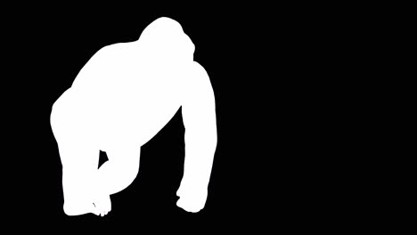 un gorila caminando sobre fondo negro con canal alfa incluido al final del video, animación 3d, vista en perspectiva, animales animados, animación de bucle sin costuras