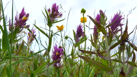 Flowering-wild-beautiful-flowers.-Closeup.-Spring,-lush-vegetation