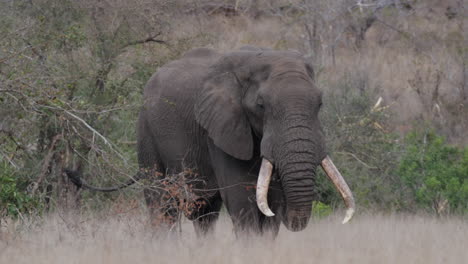 Elefante-Africano-De-Monte-Alimentándose-En-Los-Pastizales-De-África.