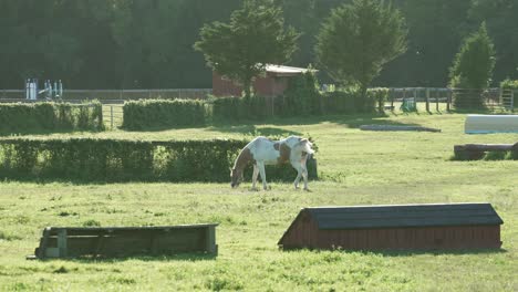 American-Paint-Horse-Grazing-On-Green-Grass-In-The-Meadow-On-A-Sunny-Day