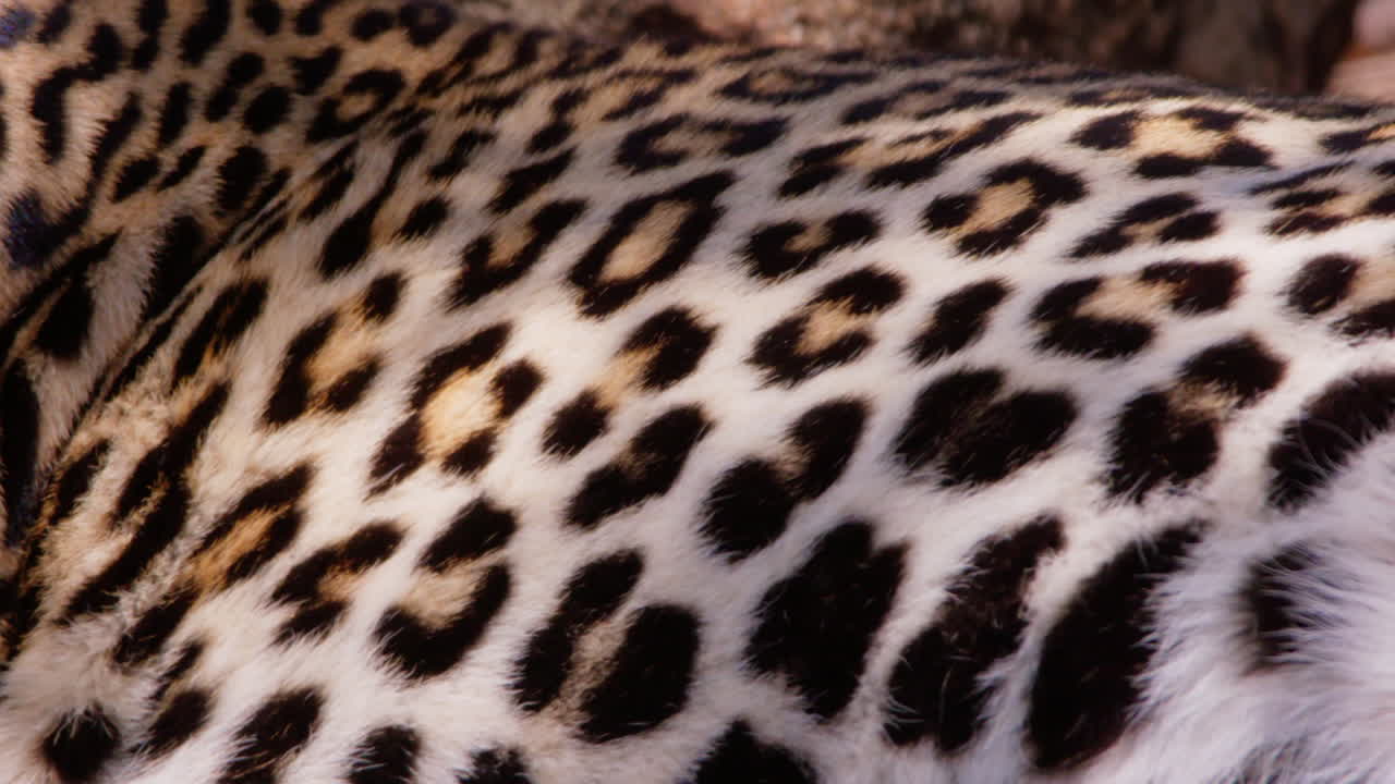 Corpo di leopardo che ansima nella savana a mezzogiorno.