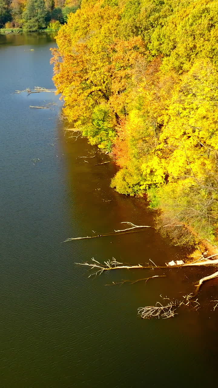 Autumn forest changing colors. Variety of shades of green and yellow in the woods. Peaceful river flowing calmly on clear sunny day. Top view. Vertical video