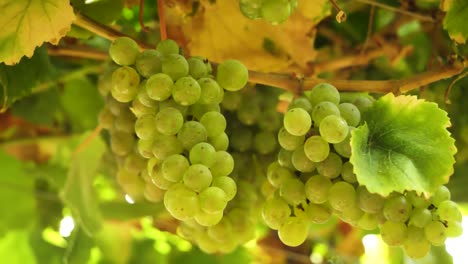 bunch of grape hanging at vine at spanish vineyard