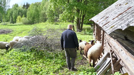 farmer steps towards sheep on log pile against