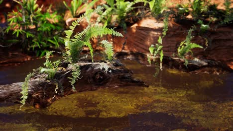 tropical-golden-pond-with-rocks-and-green-plants