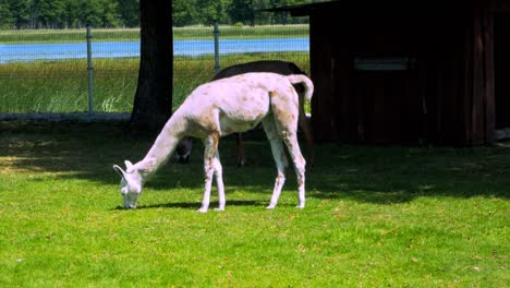 Zwei-Lamas,-Die-Gras-Fressen-Und-Sich-Unter-Dem-Baum-Im-Schatten-Entspannen