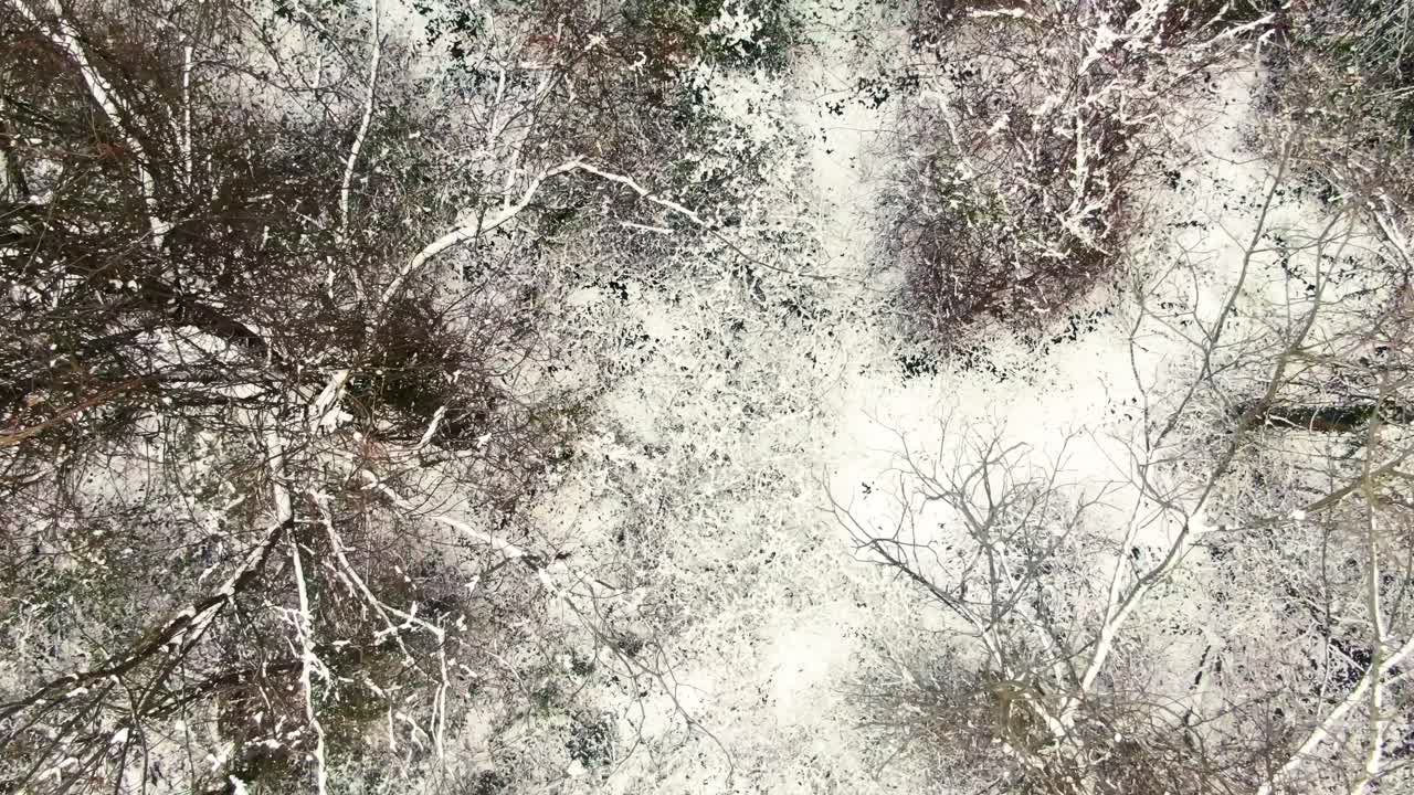 Hutan yang tertutup salju di musim dingin, tanah beku, vegetasi, dan daratan, diambil dari udara.