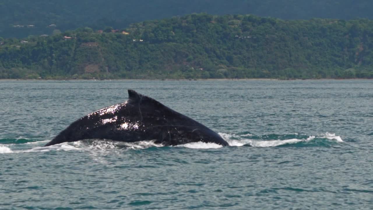 A majestic humpback whale breaks the ocean’s surface just off the coast of Uvita, Costa Rica